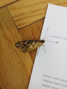 Ő belekotyogott az órámba.