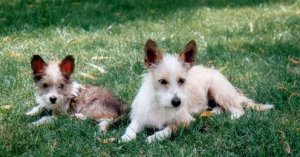 Forráshttp://www.dogbreedinfo.com/podengosportuguesosmedio.htm