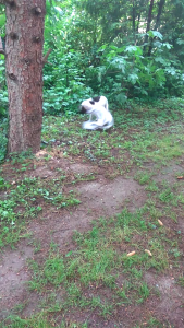 Screenshot_2016-06-12-12-39-23_com.miui.videoplayer