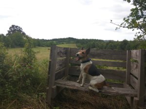 Még a kutyának sem elég magas!